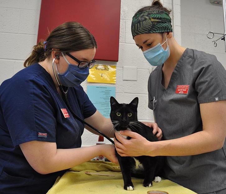 两个兽医学生正在给一只黑白相间的猫做检查